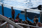 thumbs/seaworld 132.png